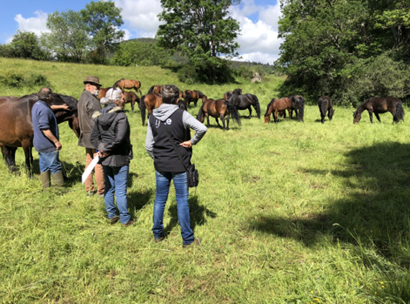 Cheval de Race Auvergne