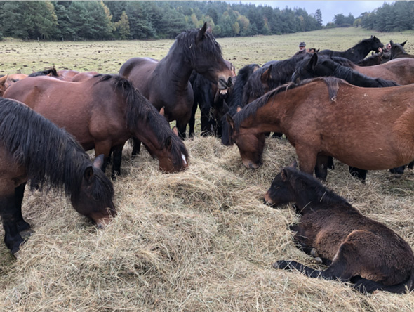 Cheval de Race Auvergne