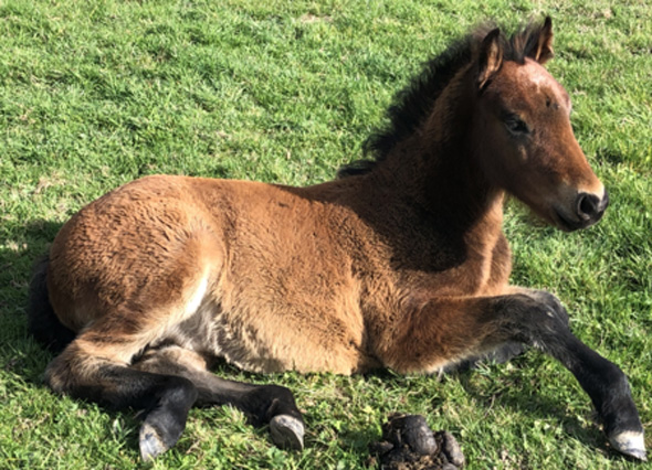 Cheval de Race Auvergne