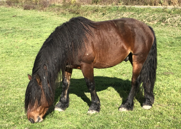 Cheval de Race Auvergne