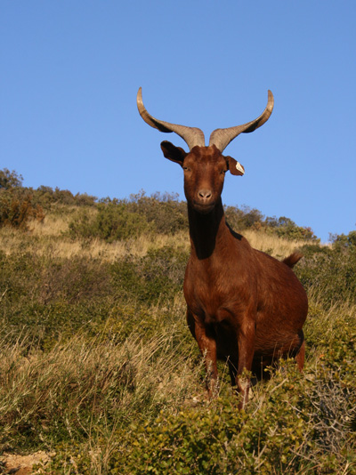 Chèvre du Rove - ©Maison de la Transhumance