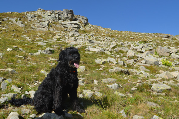 Chien de Crau - ©Maison de la Transhumance