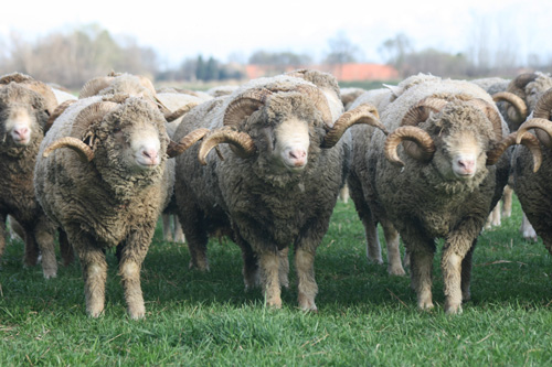 Mérinos d'Arles - ©Maison de la Transhumance