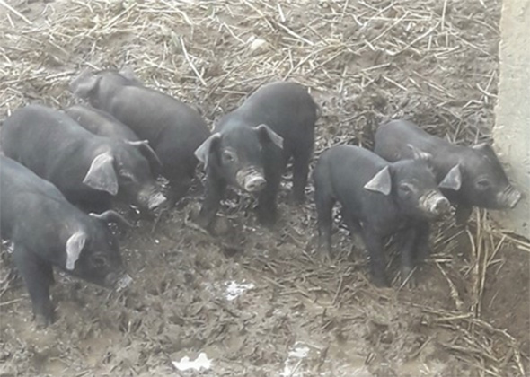 Porcelets « prototypes » de la future race reconstituée « porcs du Dauphiné » (Souche celtique anglaise Large Black croisée Duroc)