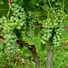 Projets de plantation du Syndicat des Vignerons de l’Isère (SVI)