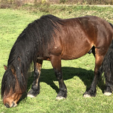 Cheval de Race Auvergne