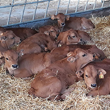 Veau de race Tarentaise