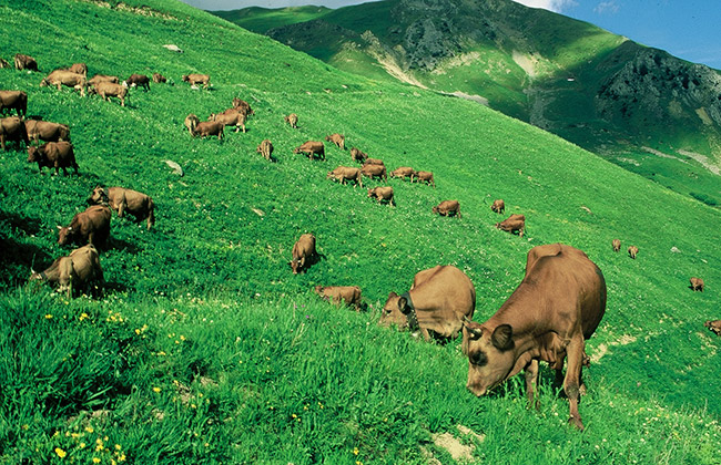 Vache Tarentaise