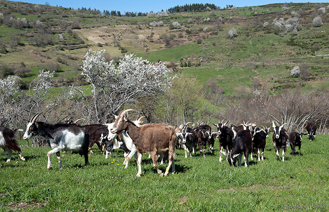 Chèvre du Massif-Central