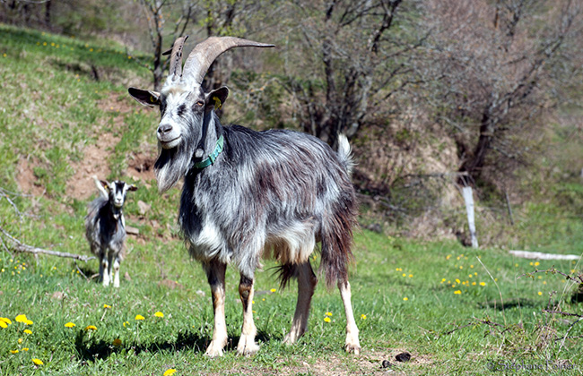 Chèvre du Massif-Central