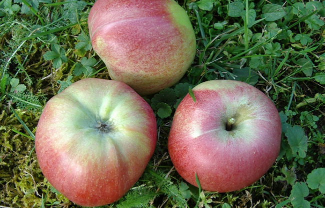 Pomme croque