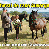 Le cheval de race Auvergne
