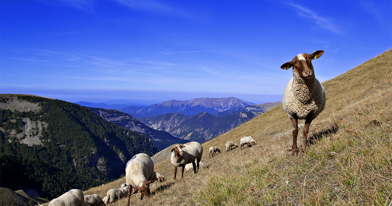 Mouton mourérous