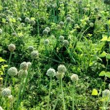 Archipel des plantes gourmandes