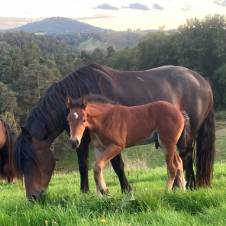 Cheval de race Auvergne