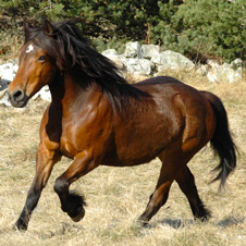 Cheval du Vercors