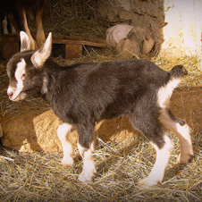 Chèvre des Savoie