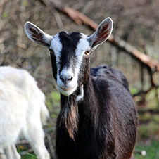 Chèvre du Massif Central